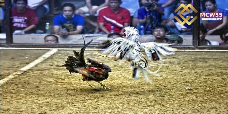 Thomo Cockfighting – 100% Bonus up to USD 1,500